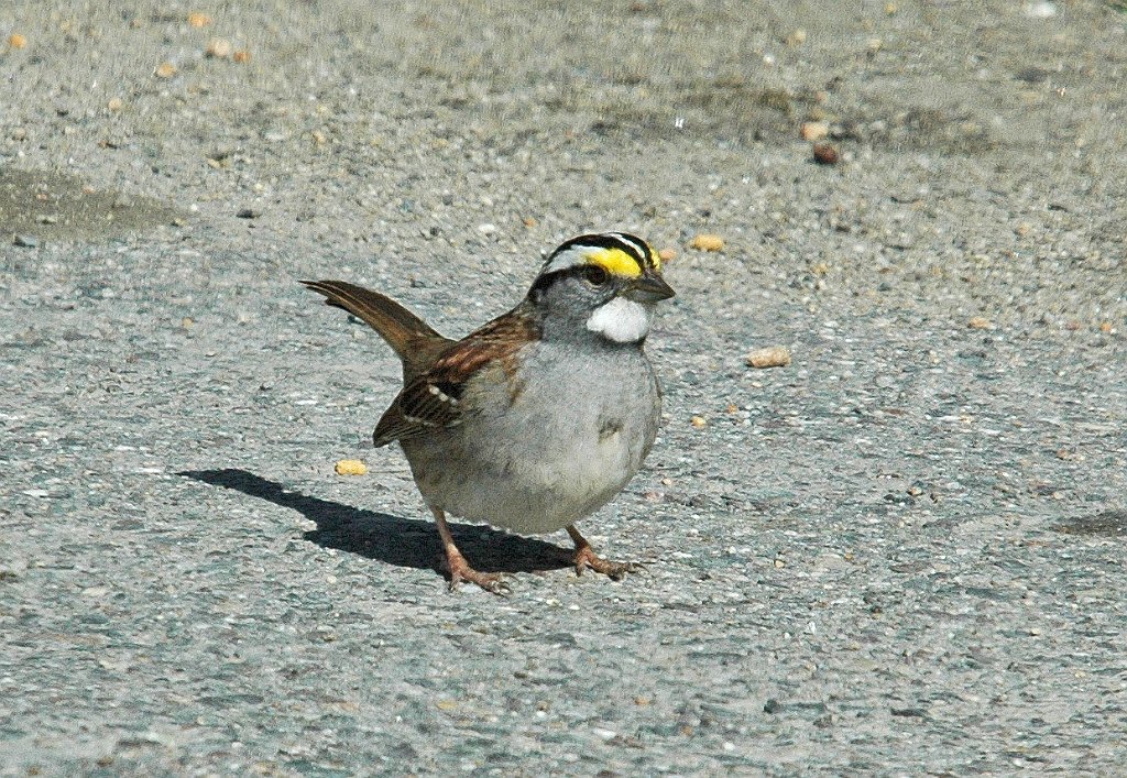 Sparrow, White-throated, 2006-04300851 Parker River NWR, MA.JPG - White-throated Sparrow, Parker River NWR, MA, 4-30-2006